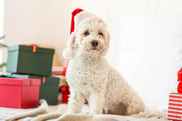 Netter Hund Mit Weihnachtsmütze Und Weihnachtsgeschenken Schlafzimmer — Stockfoto