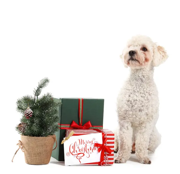 Roztomilý Pes Vánoční Dárky Bílém Pozadí — Stock fotografie