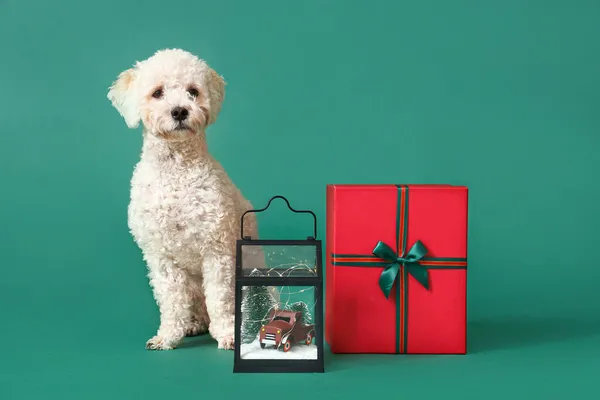 Roztomilý Pes Vánoční Dárek Lucerna Barevném Pozadí — Stock fotografie