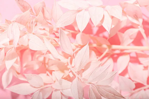 Beautiful Dried Flowers Background Closeup — Stock Photo, Image