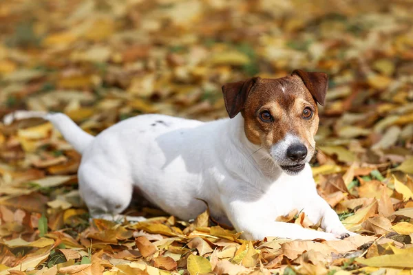 Terrier Carino Jack Russel Sdraiato Foglie Cadute Nel Parco Autunnale — Foto Stock