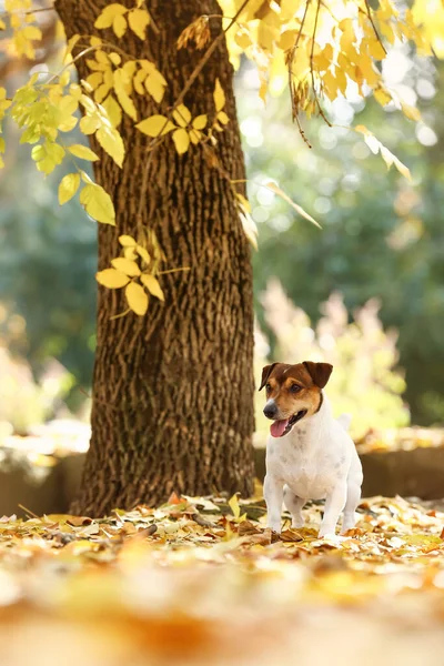 Netter Jack Russel Terrier Sitzt Auf Umgestürzten Blättern Neben Baum — Stockfoto