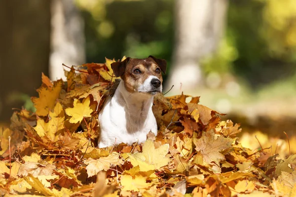 Zabawny Jack Russel Terrier Spadających Żółtych Liściach Jesiennym Parku — Zdjęcie stockowe