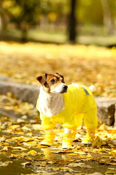 Funny Jack Russel Terrier Raincoat Autumn Park — Stock Photo, Image