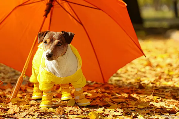 Engraçado Jack Russel Terrier Capa Chuva Perto Guarda Chuva Folhas — Fotografia de Stock