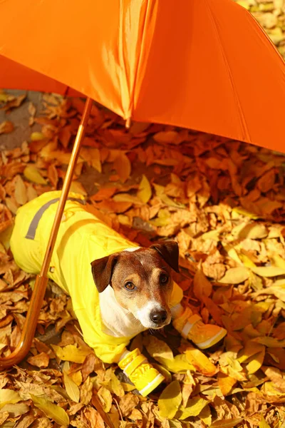 Engraçado Jack Russel Terrier Capa Chuva Perto Guarda Chuva Folhas — Fotografia de Stock