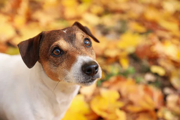Cute Jack Russel Terrier Autumn Park Closeup — Stock Photo, Image