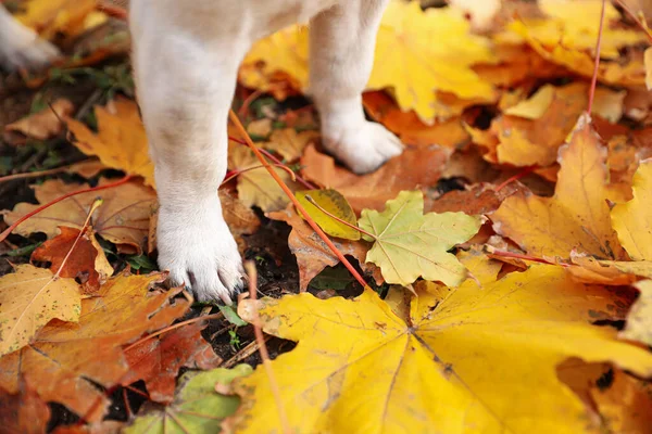 Niedliche Pfoten Von Jack Russel Terrier Auf Abgefallenen Blättern Herbst — Stockfoto