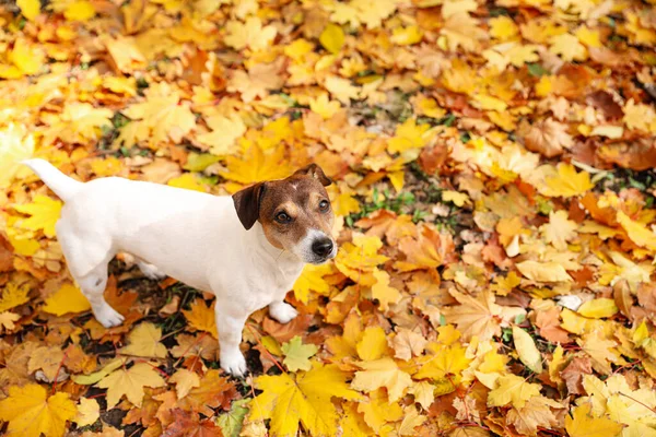 Netter Jack Russel Terrier Auf Abgefallenen Gelben Blättern Herbstpark — Stockfoto