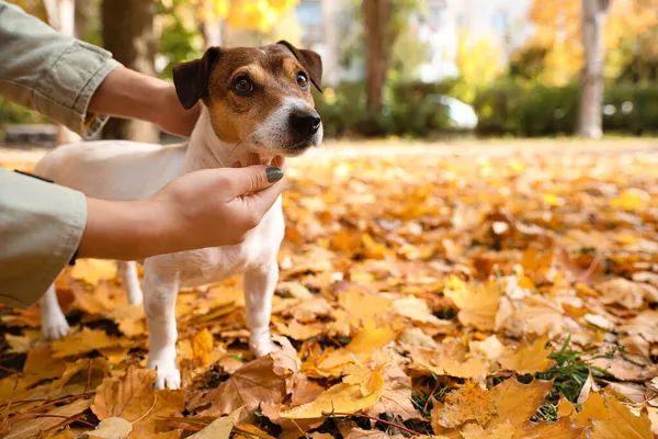 可爱的杰克罗素猎犬 主人在秋天的公园里落叶上 — 图库照片