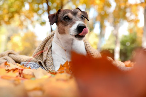 Terrier Carino Jack Russel Con Plaid Lavorato Maglia Foglie Cadute — Foto Stock