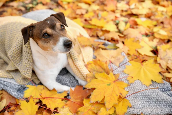 Netter Jack Russel Terrier Mit Plaid Liegt Auf Fallendem Laub — Stockfoto