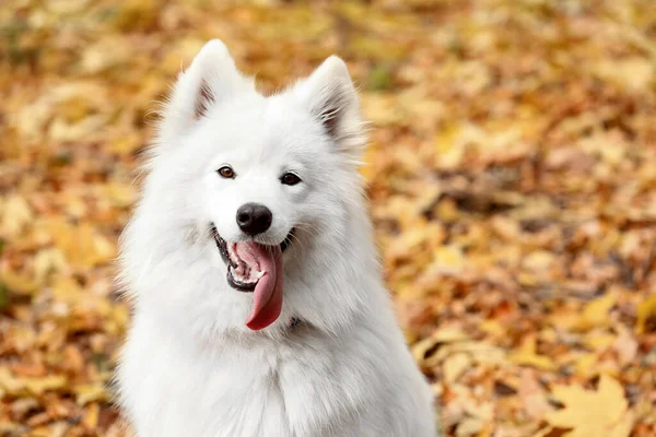 Biały Samoyed Pies Jesiennym Parku Zbliżenie — Zdjęcie stockowe