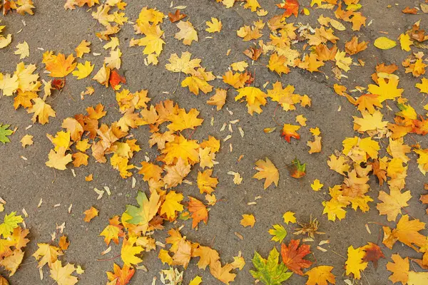 Yellow Fallen Leaves Ground Autumn Park — Stock Photo, Image