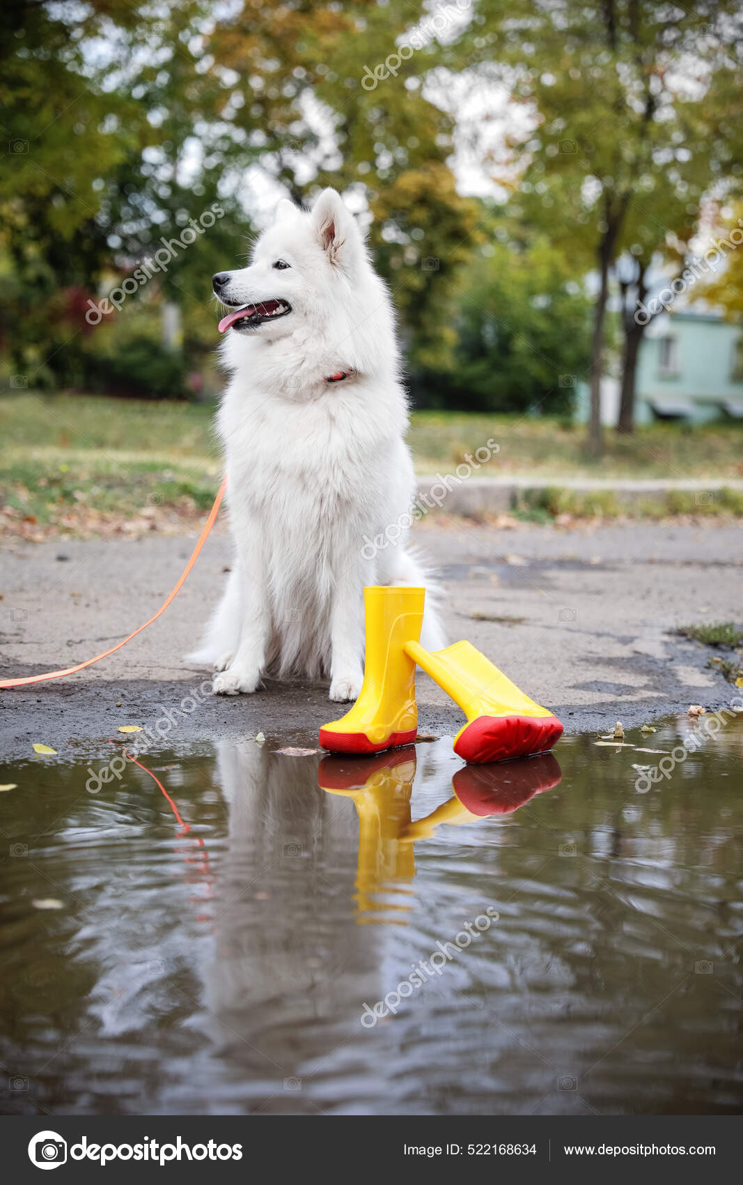 Cute White Samoyed Dog Gumboots Puddle Outdoors — Stock Photo