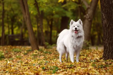 Sonbahar parkında gezinen sevimli Samoyed köpeği.