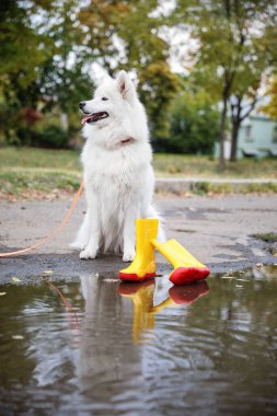 Tatlı beyaz Samoylu köpek çizmelerin yanında ve açık havada su birikintisi
