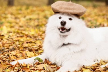 Sonbahar parkında düşmüş yaprakların üzerinde duran bereli beyaz Samoyed köpeği.