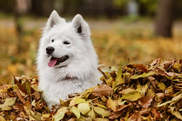 White Samoyed Hund Herbst Fallen Blätter — Stockfoto