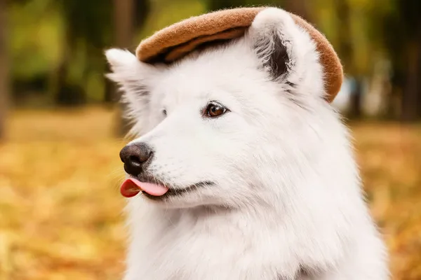 Witte Samoyed Hond Met Baret Het Najaar Park Close — Stockfoto