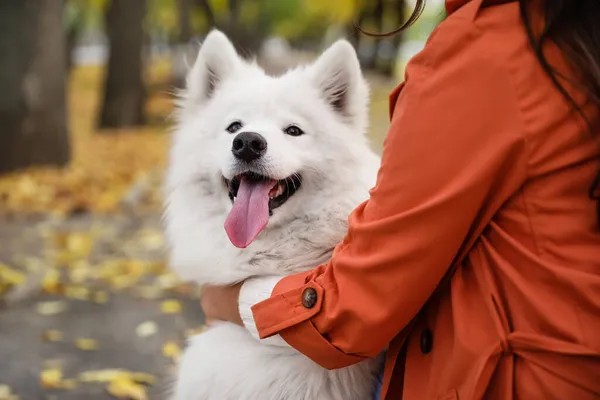 Fehér Samoyed Kutya Tulajdonos Őszi Parkban Közelkép — Stock Fotó