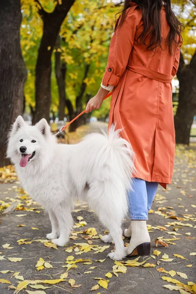 在秋天的公园里 一个年轻的女人和一条白狗一起散步 — 图库照片