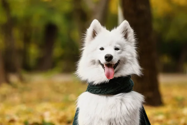 White Samoyed Hund Mit Warmem Schal Herbst Park — Stockfoto