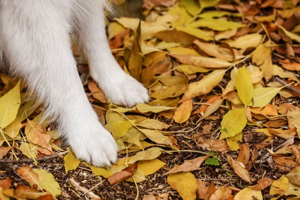 秋叶上的白狗爪子 在秋叶上 — 图库照片