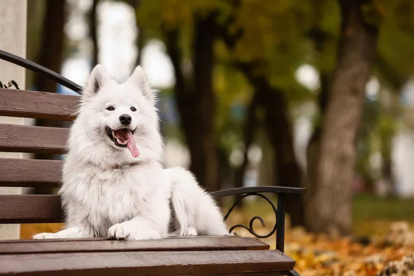 Sonbahar parkında bankta yatan beyaz Samoyed köpeği.