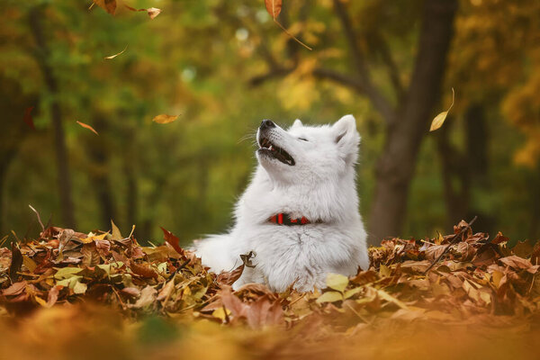 Cute Samoyed dog on fallen leaves in autumn park