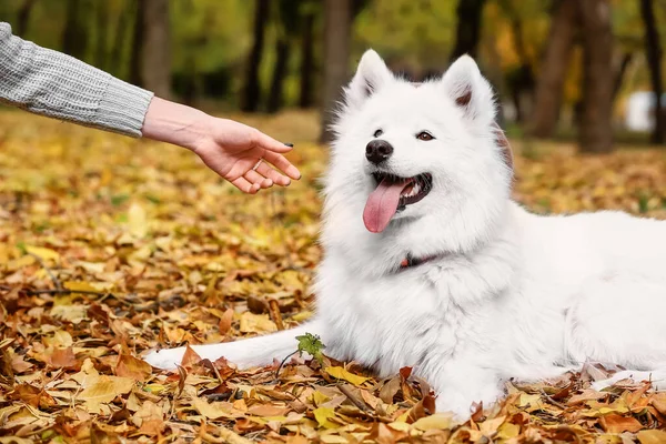 White Samoyed Hund Mit Herrchen Ruht Herbst Park — Stockfoto