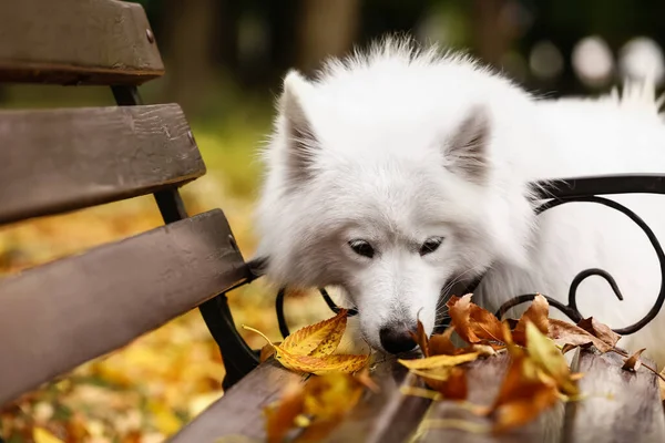 Witte Samoyed Hond Buurt Bank Met Gevallen Bladeren Herfst Park — Stockfoto