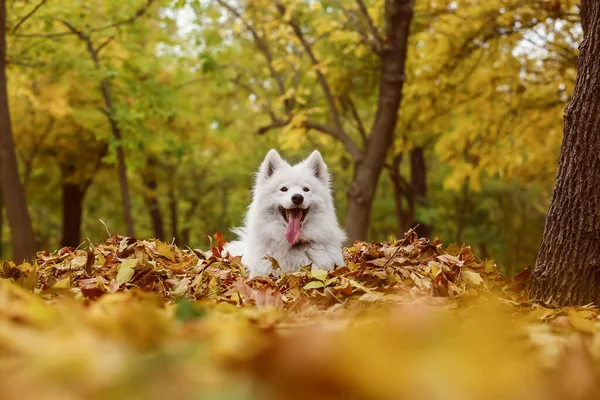 Niedlicher Samoyed Hund Auf Fallendem Laub Herbstpark — Stockfoto