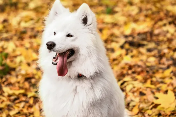 Bílý Samojed Pes Podzimním Parku Detailní Záběr — Stock fotografie