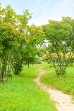 Güzel şehir parkında yol