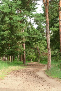 Güzel kozalaklı ormanda yol
