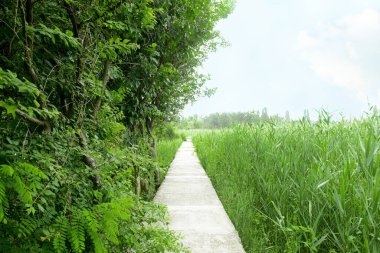 Güzel şehir parkında yol