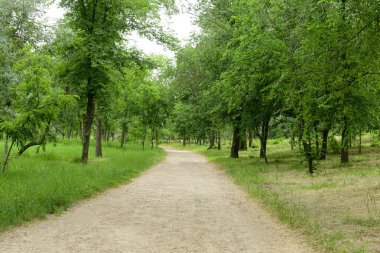 Güzel şehir parkındaki ağaç sokak