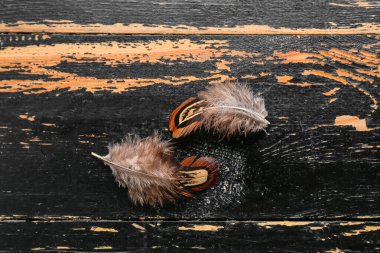 Siyah ahşap arka planda güzel sülün tüyleri