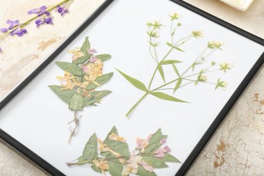 Açık arkaplanda kurumuş çiçekli çerçeve, yakın plan