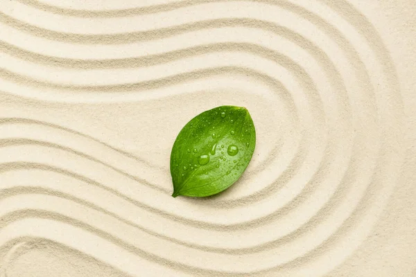 Grönt Löv Ljus Sand — Stockfoto