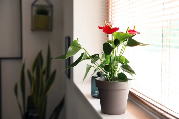 Pencere Pervazında Saksıdaki Güzel Anthurium Çiçeği — Stok fotoğraf
