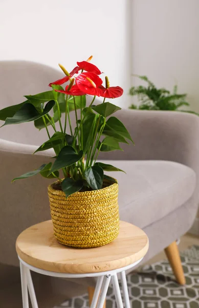Fleur Anthurium Pot Sur Table Près Fauteuil Gros Plan — Photo