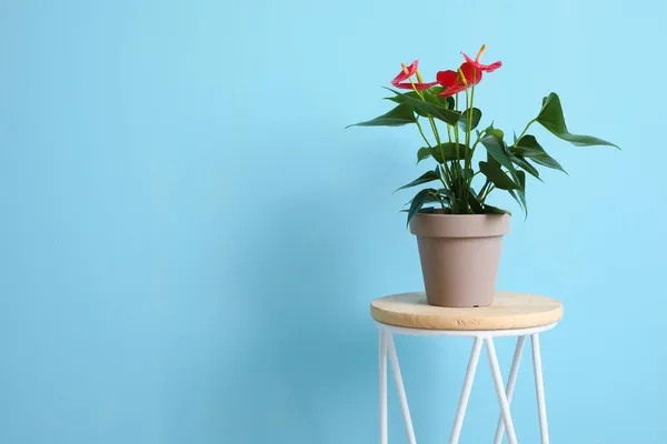 Таблиця Красивою Квіткою Антуріума Кольоровому Фоні — стокове фото