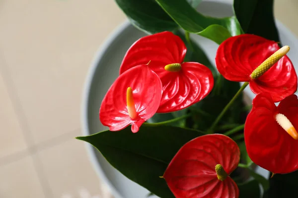 Masadaki Güzel Anthurium Çiçeği Yakın Plan — Stok fotoğraf