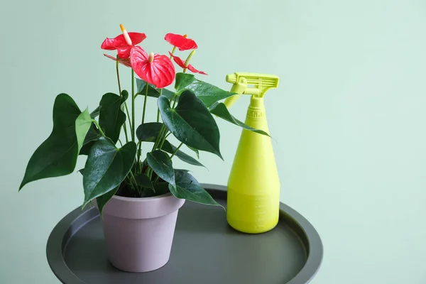色の背景にアンスリウムの花とスプレーボトルとテーブル クローズアップ — ストック写真