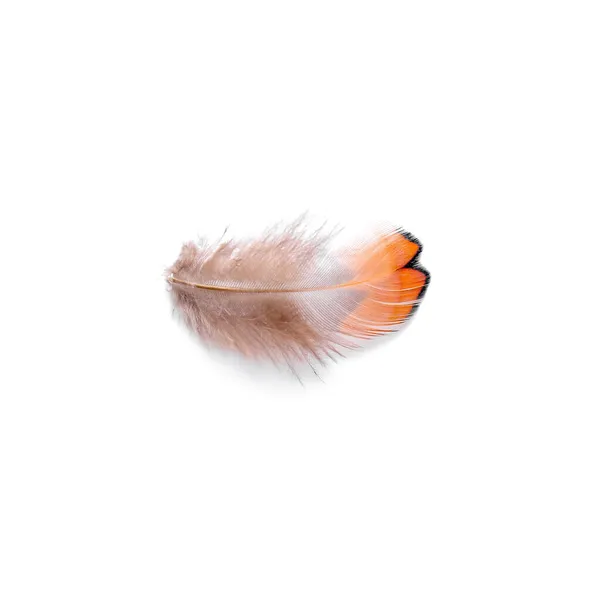 白い背景に美しいキジの羽 — ストック写真