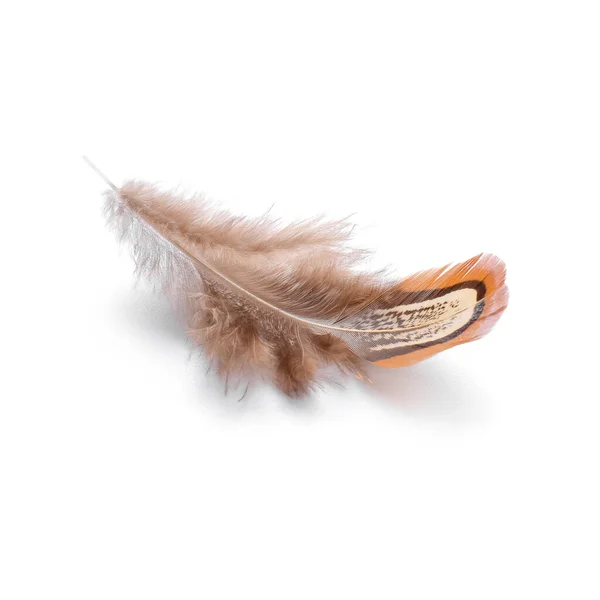 Beautiful Pheasant Feather White Background — Stock Photo, Image