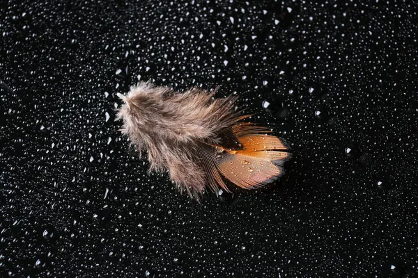Beautiful Pheasant Feather Water Drops Black Background — Stock Photo, Image