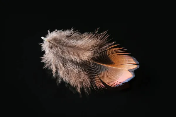 Beautiful Pheasant Feather Black Background — Stock Photo, Image